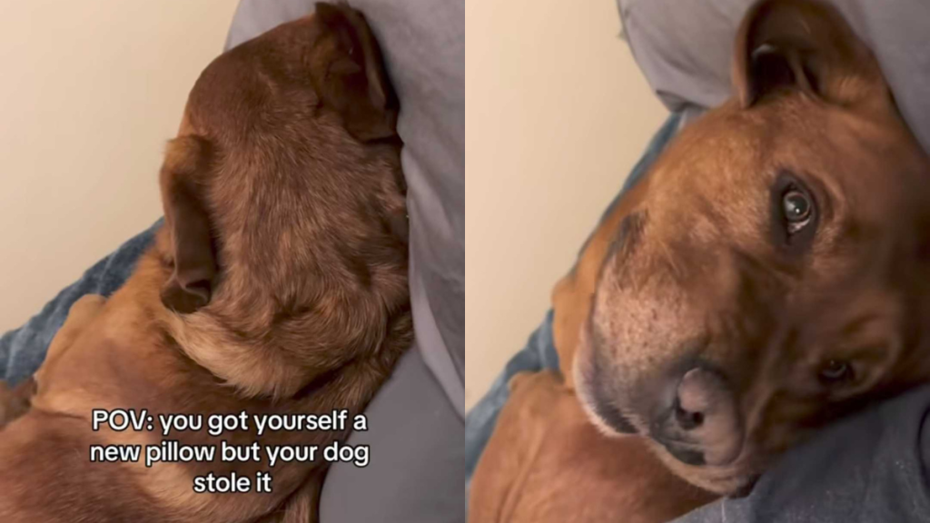 funny dog video