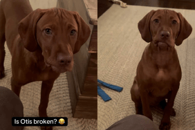 funny puppy video