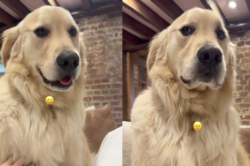 funny dog video