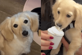 funny dog video
