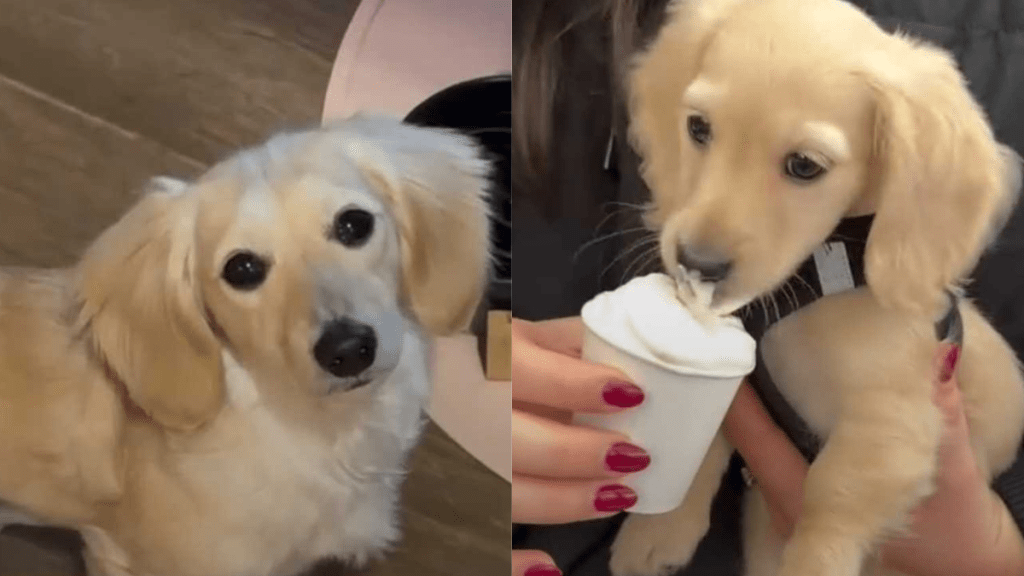 funny dog video