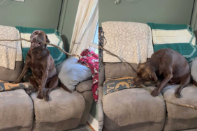 funny dog video