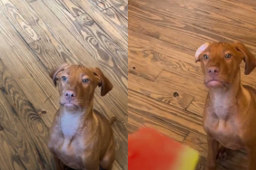 funny puppy video