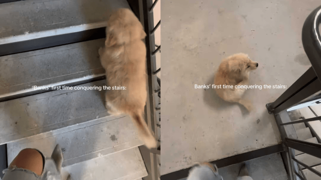 adorable puppy video