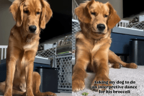 adorable dog dancing video