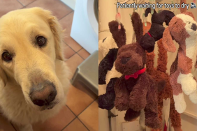adorable dog video