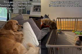 adorable dog and toddler video