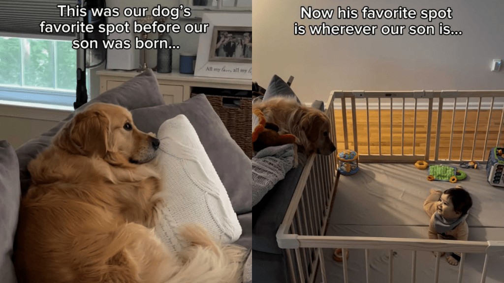 adorable dog and toddler video