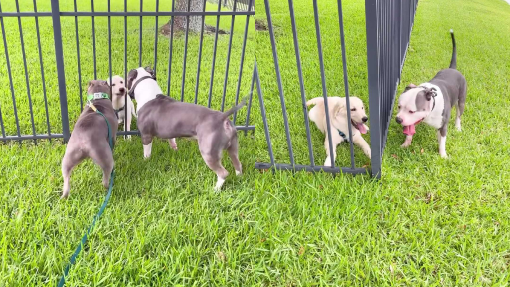 adorable dogs and puppy video