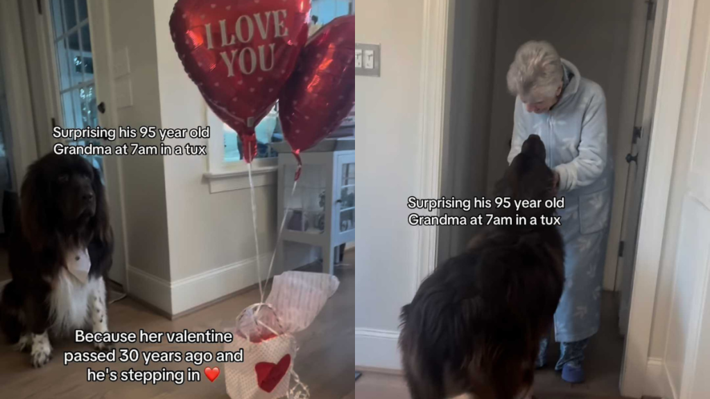 adorable dog video