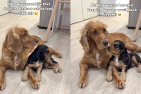 adorable dog video