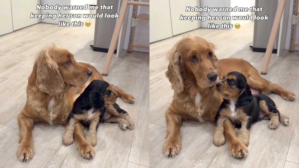 adorable dog video