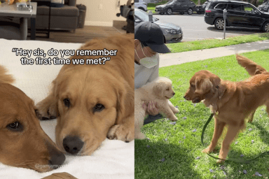 adorable dog video
