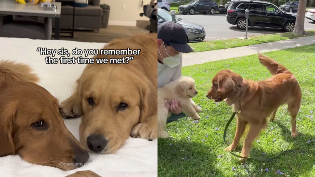 adorable dog video