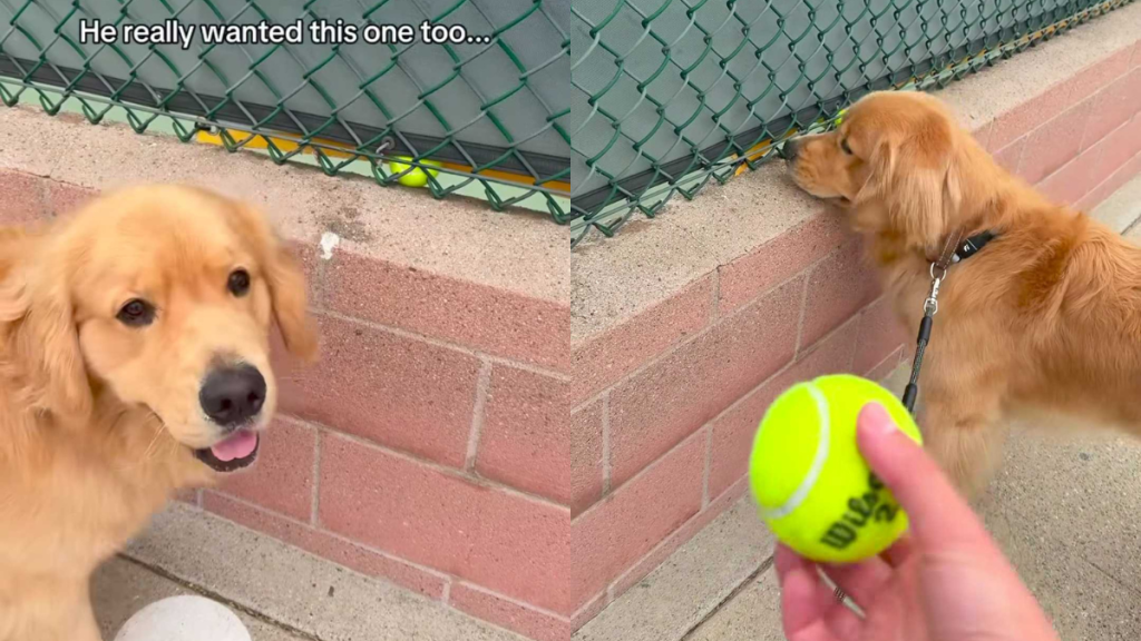 adorable dog video