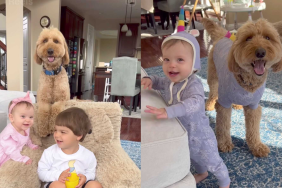 adorable dog video