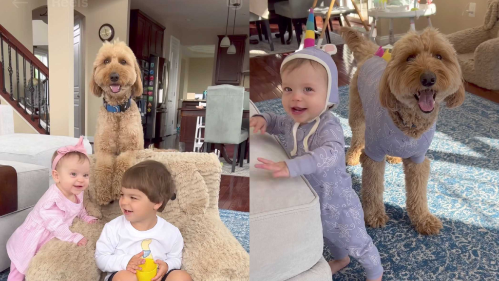adorable dog video