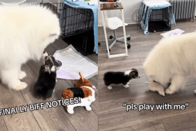 funny dog video