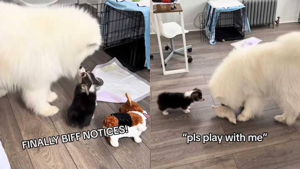 funny dog video