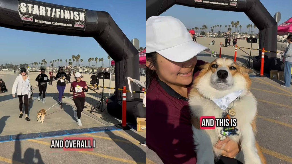 adorable dog video
