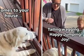 Golden Retriever reading buddy video