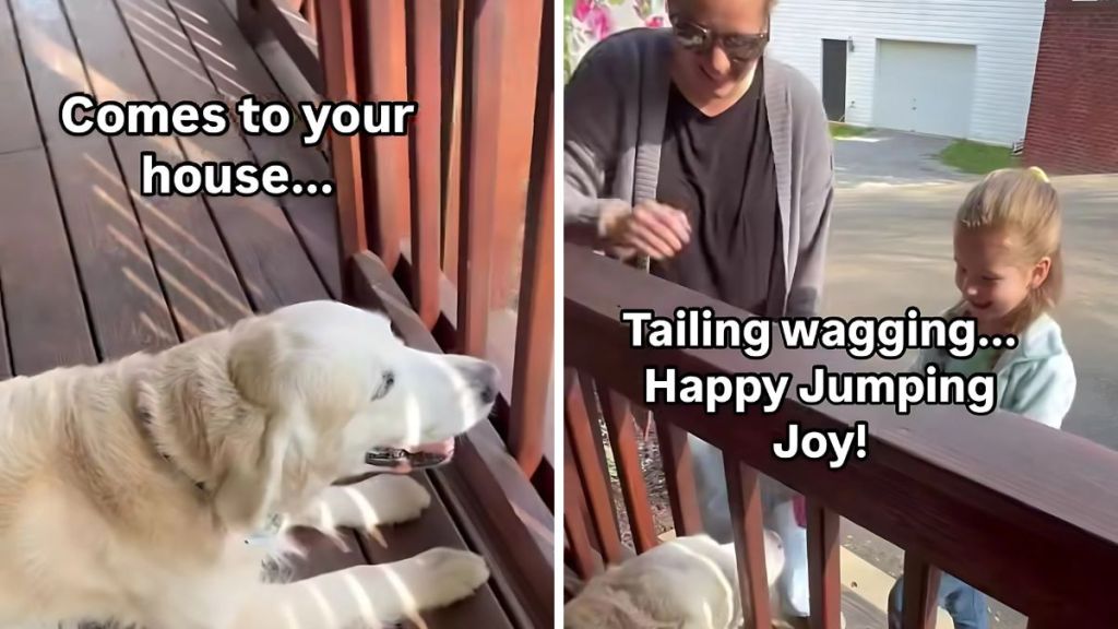 Golden Retriever reading buddy video