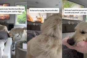 dog tv show video