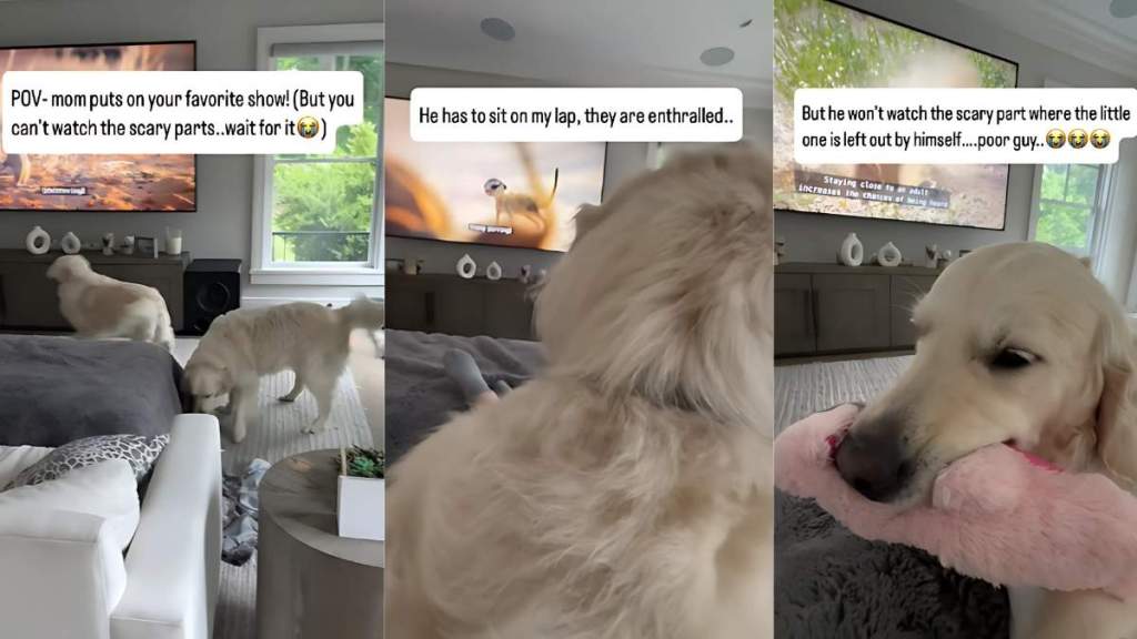 dog tv show video