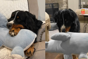 Rescue Bernese Mountain Dog video