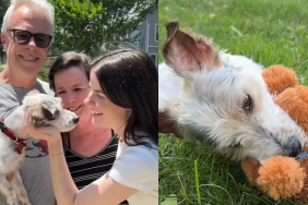 foster mom puppy adoption
