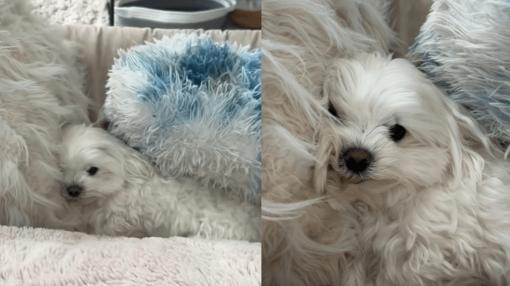Maltese pillow video