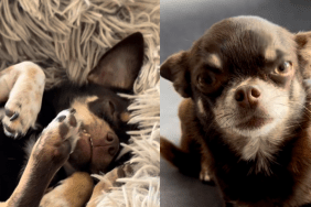 Chihuahua video