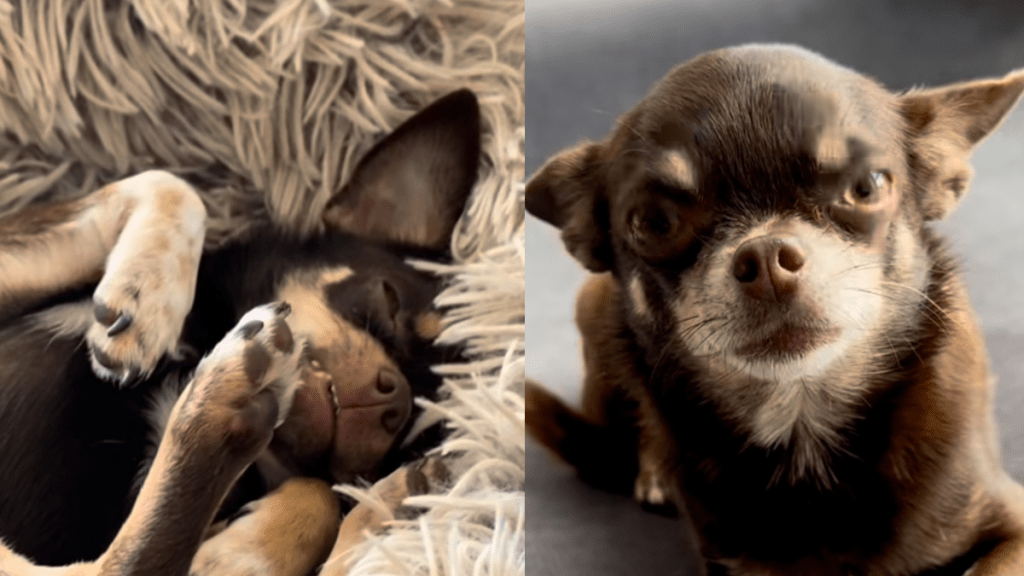 Chihuahua video