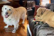 Senior Golden Retriever adoption