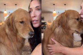 Golden Retriever comfort video