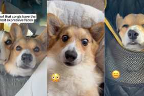 Corgis video