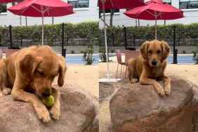 Dog fetch video