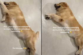 Golden Retriever video