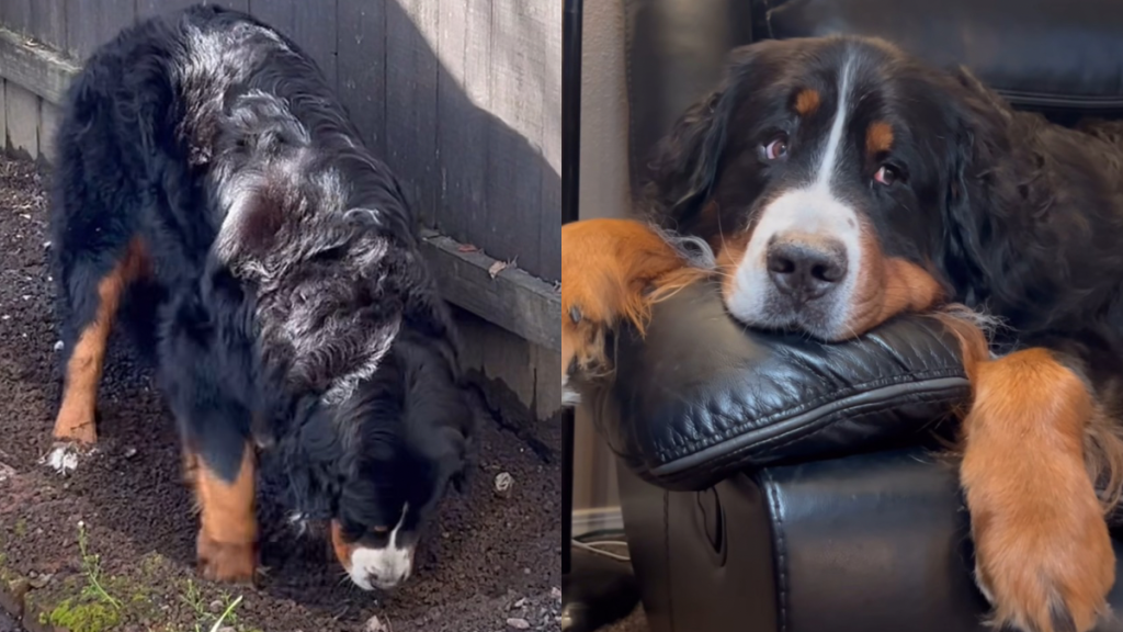 Bernese Mountain Dog video