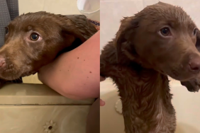 Labrador puppy bath video