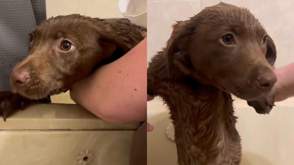 Labrador puppy bath video