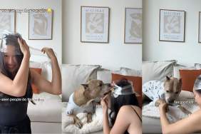 Pitbull nail trimming video