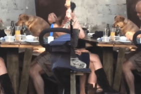 dog stranger video