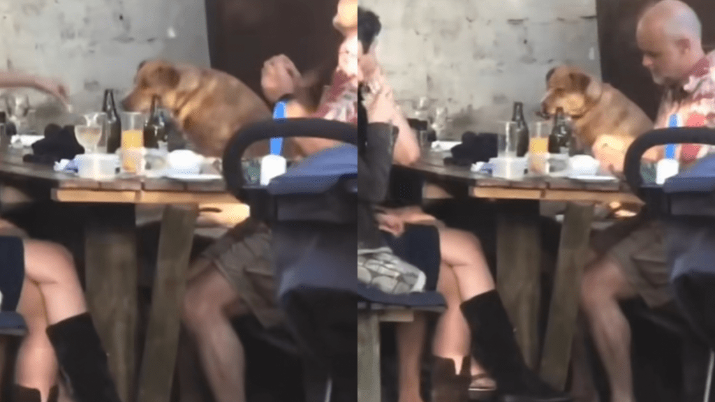 dog stranger video