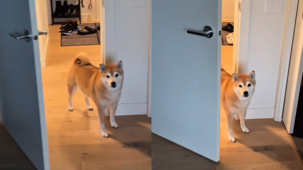 Shiba Inu owner privacy video