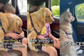 Golden Retriever window seat video