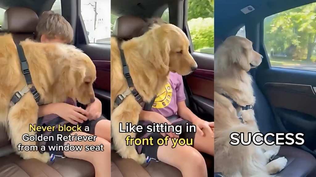 Golden Retriever window seat video