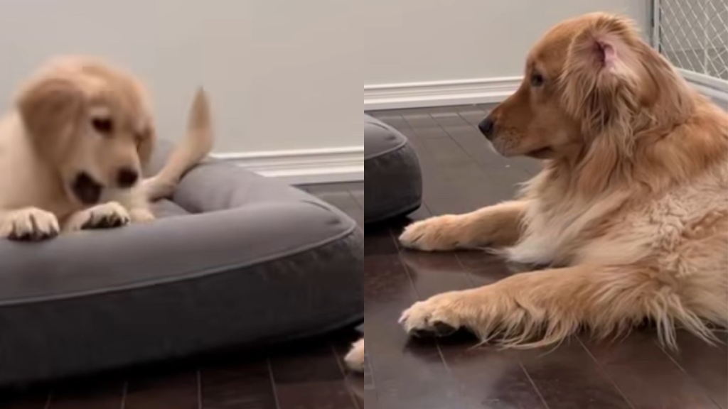 dog puppy video