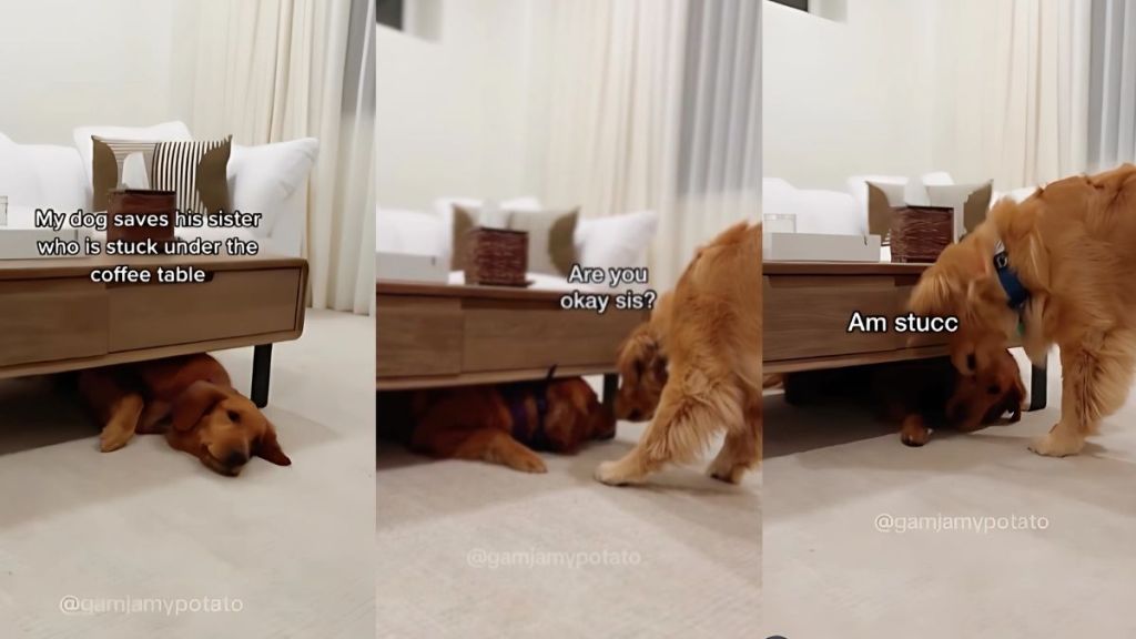 Golden Retriever sibling video
