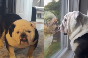 Bulldog video